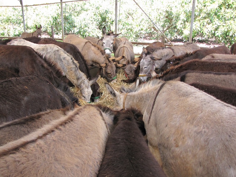 donkey sanctuary, haven for donkeys, donkeys 3rd world, donkeys in need, animal sanctuary, donate for Christmas