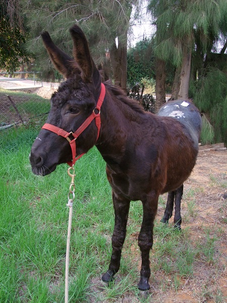 donkey sanctuary, haven for donkeys, donkeys 3rd world, donkeys in need, animal sanctuary, donate for Christmas