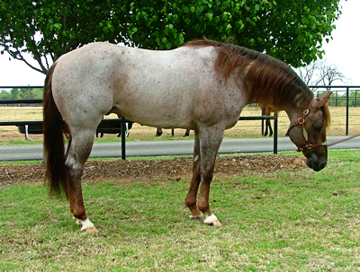Analyzing Reining Horse Conformation, Lisa Coulter, strong-boned with short, well-sloped pasterns, equine topline, horse conformation, equine conformation, reining horse conformation, kentucky reining cup, nrha championships, fei ranking rider, kentucky equine research