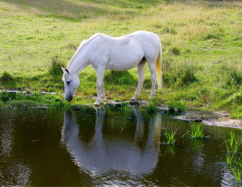 hazards horse farm, hazards equine farm, emergency plan horse farm, prevent barn fire, prevent horse injury