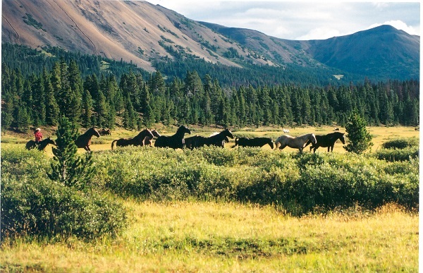 Dr daryl drew, bella capoose, tweedsmuir park horse, horse riding rainbow mountains, horse tweedsmuir park, building horse trust, horse rider trust