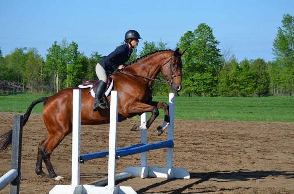 rescue horse, equine welfare, whispering hearts horse rescue, ospca, ontario standardbred adoption, osas, equine guelph, equine science
