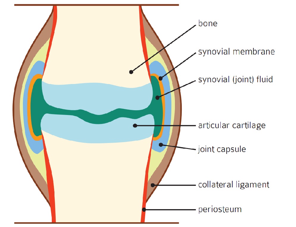 Equine Joint Disease, equine joint inflammation, degenerative equine joint disease, equine arthritis, equine osteoarthritis, Non-steroidal anti-inflammatory equine drugs, equine lameness 