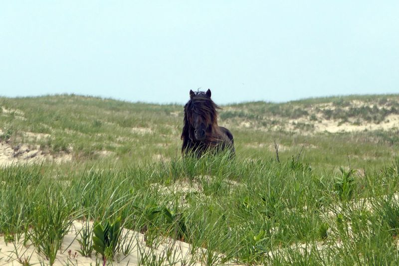 Sable Island Wild Horse University of Saskatchewan Nova Scotia’s Sable Island 