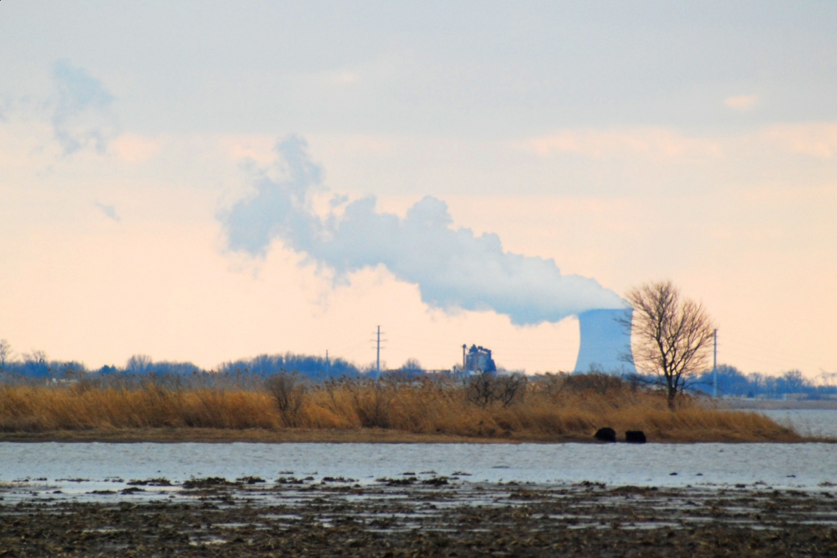 Przewalski's Horses, Chernobyl horses, Przewalski's Horse Chernobyl Welfare, Przewalski endangered horses