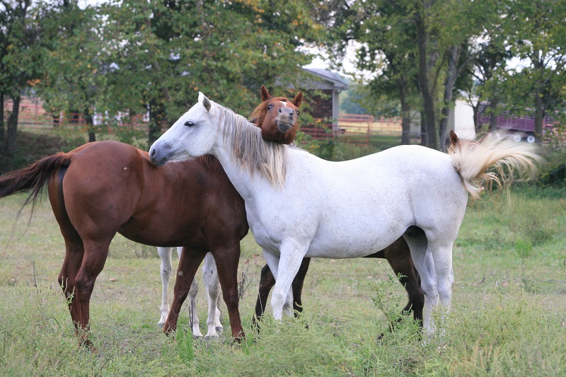 equine tail docking horse college of veterinarians of british columnbia tail docking cvbc equine tail docking horse college of veterinarians of british columnbia tail docking cvbc