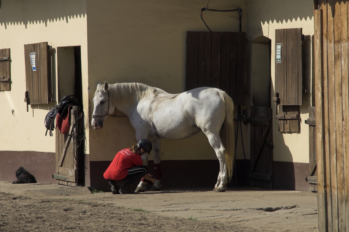 karen L. Weslowski, equine waivers, equine liability agreements, Unambiguous Waiver Risk Hazard, 