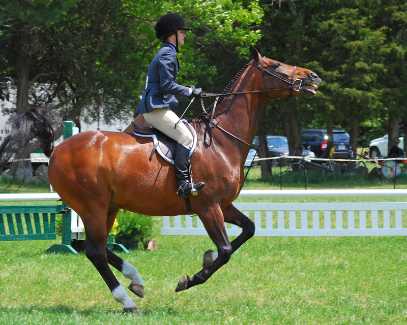 Lindsay Grice, prepare for horse show, prepare for equine show, showing a horse, how to show a horse, prepare for a dressage test, prepare for a horse jumper class, prepare for a Western horse class