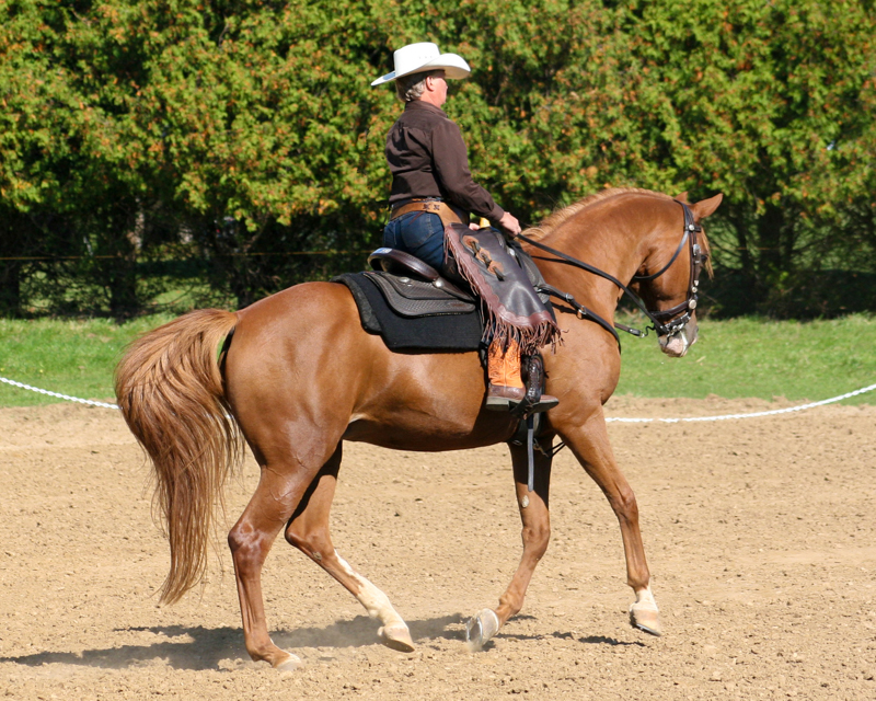 Western Dressage, Elaine Ward, Margaret Evans, Western Style Dressage Association of Canada, WSDAC, Jec A. Ballou, Elaine Ward, Trish Hyatt, dressage, new equestrian sport