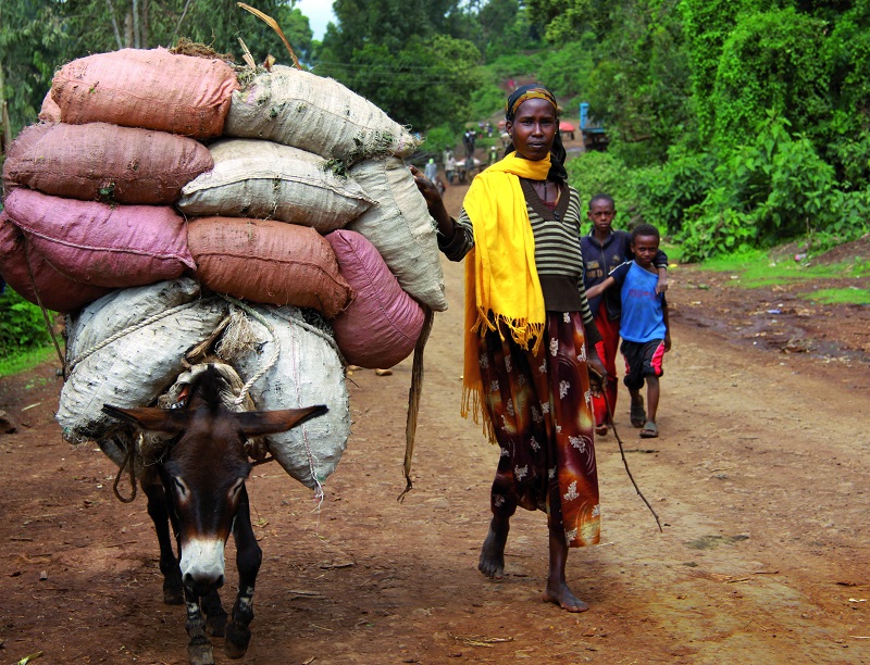 buy a donkey a drink,  brooke usa, mules 3rd world donkeys, third world horses, good charities, charities for animals