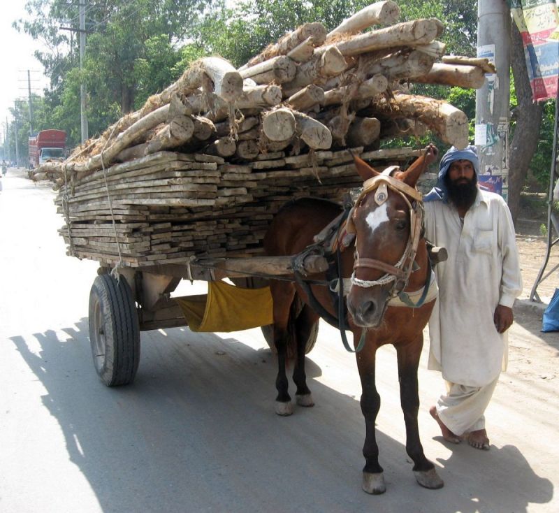 brooke usa, brooke for animals, donkeys third world, horses third world, equine welfare standards, world organization for animal health horse standards, oie