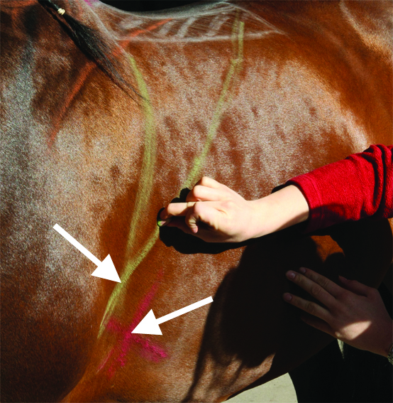 horse misbehaving, horse bucking, girthiness, poorly fitting saddle, jochen schleese, Saddlefit 4 Life, Saddle Fitting, equien ergonomist,  Unwanted behaviour may be caused by a poorly fitting saddle