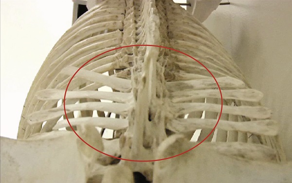 horse misbehaving, horse bucking, girthiness, poorly fitting saddle, jochen schleese, Saddlefit 4 Life, Saddle Fitting, equien ergonomist,  Unwanted behaviour may be caused by a poorly fitting saddle