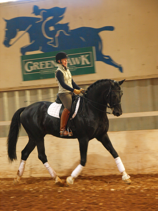 Half Halt for Rhythm & Balance, Rhythm horses, equine rider position, Half Halt at Trot horses, increasing impulsion in trot, riding horse forward into lengthened trot, riding horse forward into medium trot, riding horse forward into extended trot, mastering half tro