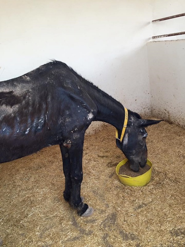 Jarjeer Mule and Donkey Sanctuary Marrakech, Morocco, rescue donkeys, equine rescue worldwide