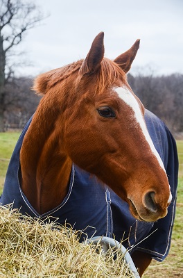 ottb, off the track thoroughbred, jessica phoenix, jessica phoenix off the track, exploring off the track, exponential off the track, world equestrian games, equine guelph, barbara sheridan