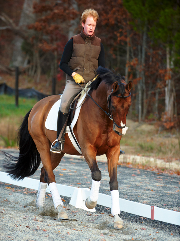 Karen Pavicic, Impulsion in horses, Cavaletti, horse training, riding horse forward, dressage, power dressage, fei trainer, engage hind in horses Karen Pavicic, Impulsion in horses, Cavaletti, horse training, riding horse forward, dressage, power dressage, fei trainer, engage hind in horses