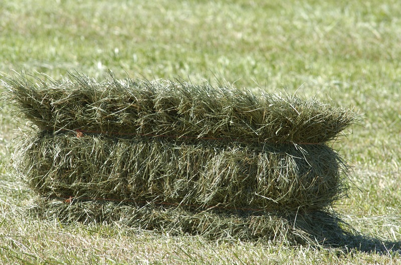 horse hay, horse hay bales, analyzing horse hay, taking a horse hay sample, horse hay analysis report