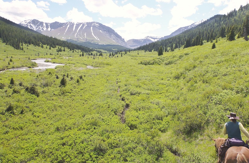 Tania Millen, Blue Creek Outfitting, McBride, BC, pack trips, holidays on horseback, equine holiday, trail riding, pack horse