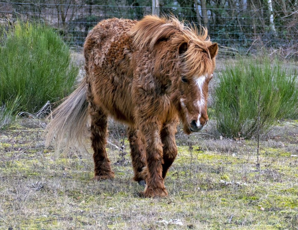 PPID horses, Cushing’s disease horses, Eleanor M Kellon VMD, horse parasites Canada, deworming horses Canada, fecal egg count horses, strongyles horses, ascarids horses, Parascarus equorum, horse health management, equine immune system, senior horse care, horse parasite control, Canadian horse industry, equine veterinary care