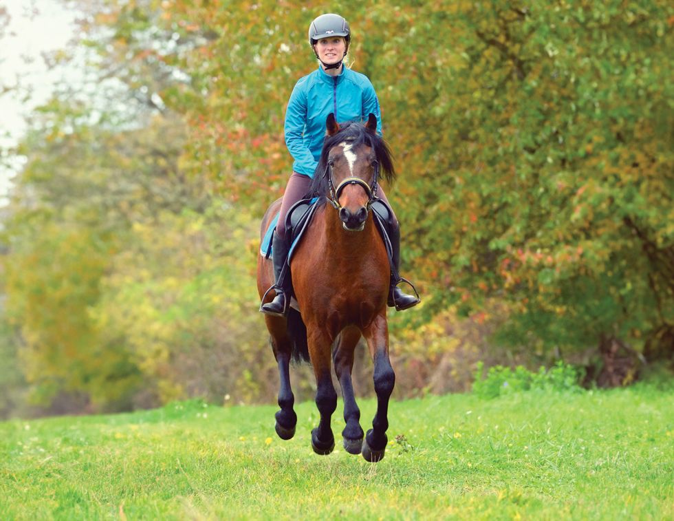 Annika McGivern, nervous system horse riding, horse rider connection, equine behaviour Canada, rider confidence horses, horse training Canada, equine psychology, horse tension riding, co regulation horses, horse performance Canada, rider mindset horses, Canadian horse industry