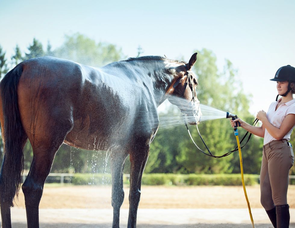 horse cooling, pre-cooling horses, equine heat stress, horse heat stress, cooling horses before exercise, hot weather horse care, equine welfare, horse exercise safety, horse hydration, horse sweating, endurance horse cooling, eventing horse cooling, racehorse cooling, Canadian horse industry, horse health, equine research, heat illness in horses, summer horse care, horse performance