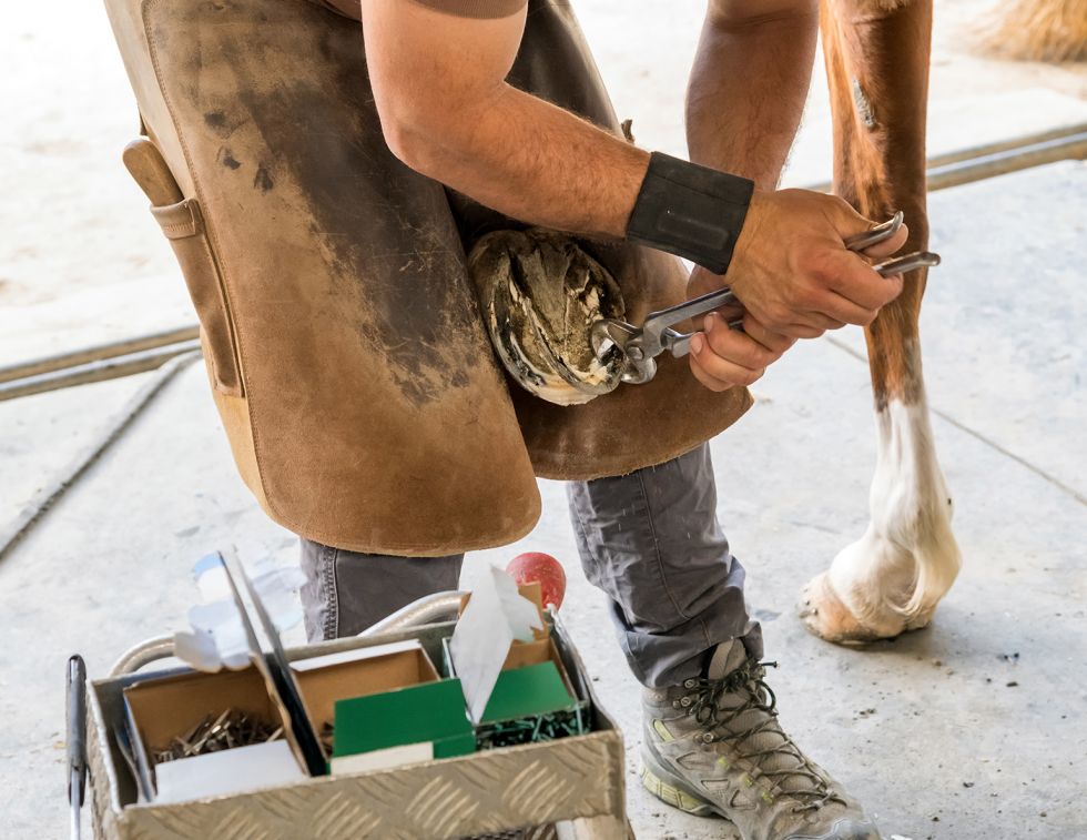 Mark Andrews, Equine Science Update, horse hoof trimmings, hoof trimmings, horse hooves, hoof keratin, keratin, sustainable keratin, equine sustainability, horse waste recycling, farrier waste, farriery, hoof care, Canadian horse industry, horse owners Canada, sustainable horse care, equine innovation, biodegradable packaging, soil conditioners, wound dressings, circular economy, horse health, hoof health, environmentally friendly horse care