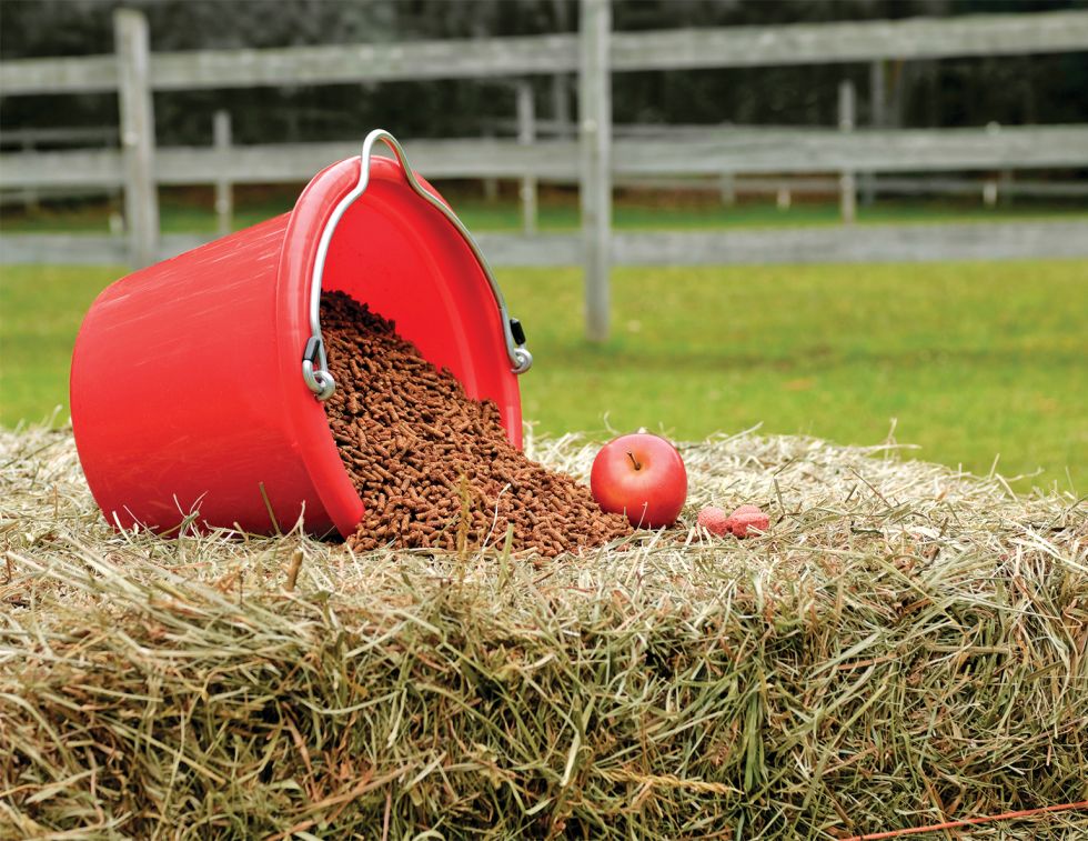 horse nutrition, horse calories, equine digestible energy, horse feed management, hay analysis horses, feeding horses Canada, horse weight management, easy keeper horses, hard keeper horses, horse diet energy, forage quality horses, equine nutrition Canada, horse feed calories, pasture management horses, cool calories horses