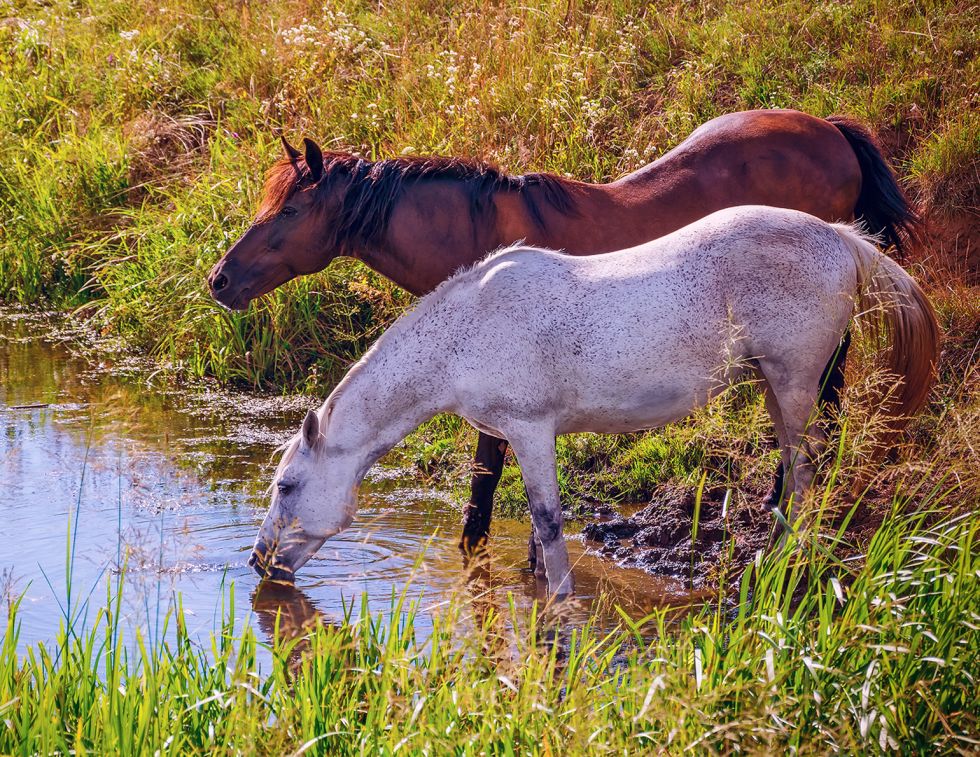 Potomac Horse Fever Canada, PHF horses Canada, equine diseases Canada, horse health summer, equine colitis, horse vaccination Canada, insect-borne horse disease, equine biosecurity
