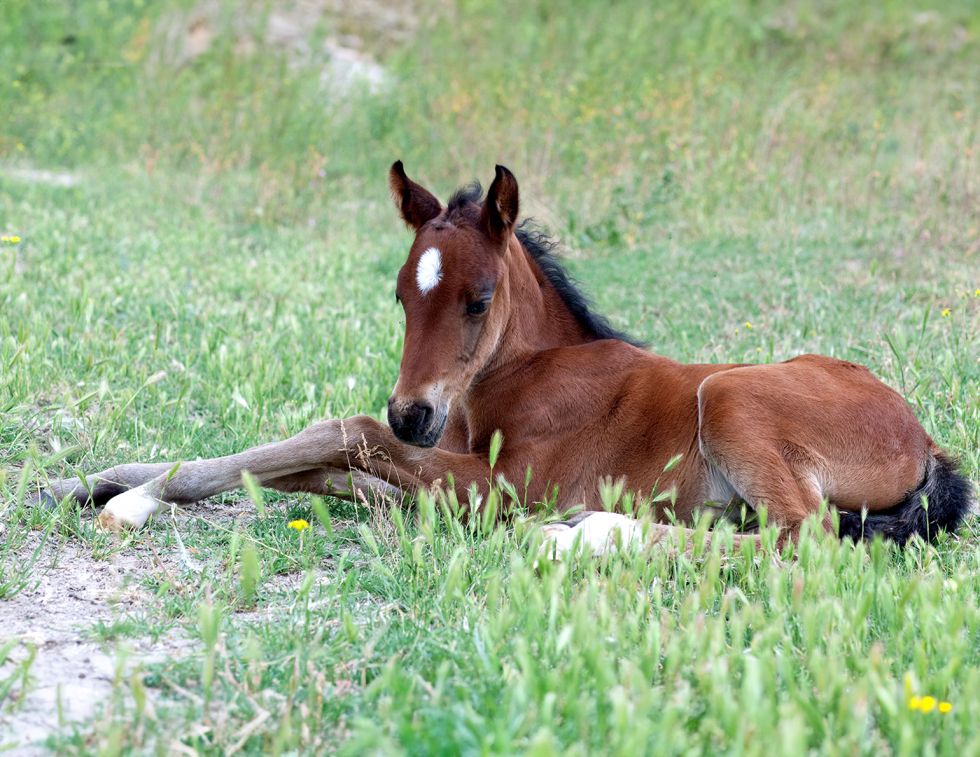 Foal with neurologic disease awareness, equine juvenile spinocerebellar ataxia, EJSCA symptoms, Quarter Horse foal health, UC Davis veterinary research, equine neurology, genetic testing for horses, hereditary equine disorders