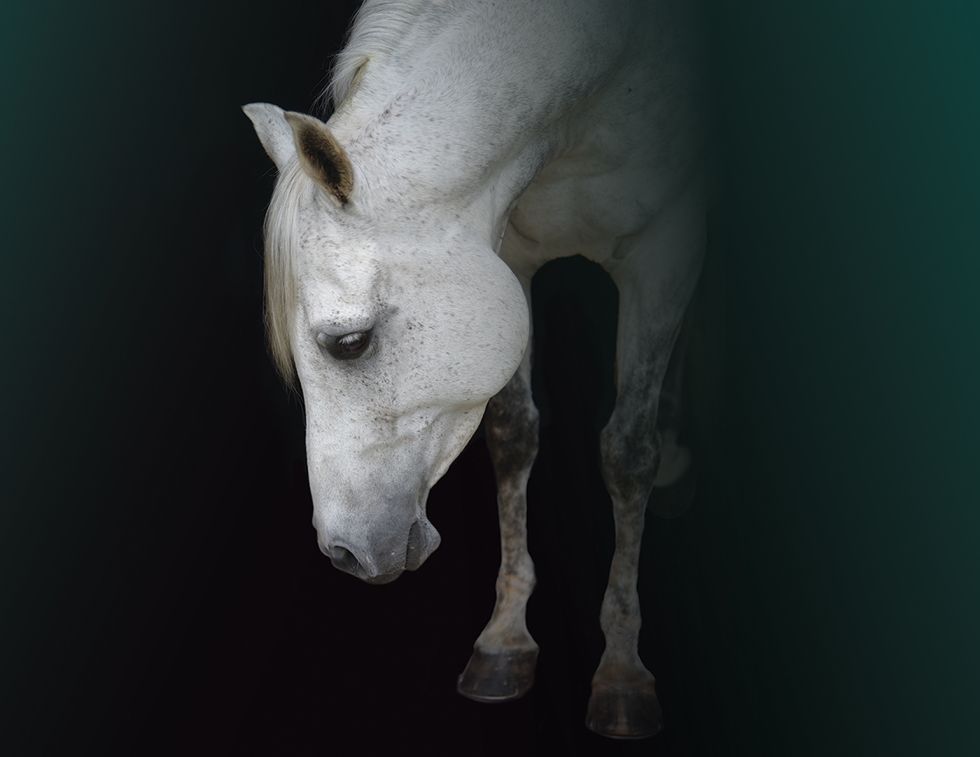 equine mental health, depression in horses, horse behaviour, horse welfare, equine welfare, horse psychology, equine psychology, horse stress, horse management, turnout, pasture, herd behaviour, Warmblood, horse training, emotional well-being, Canadian horse industry, horse care, equine behaviour, horse socialization, horse enrichment, welfare science, Abby Stilwell