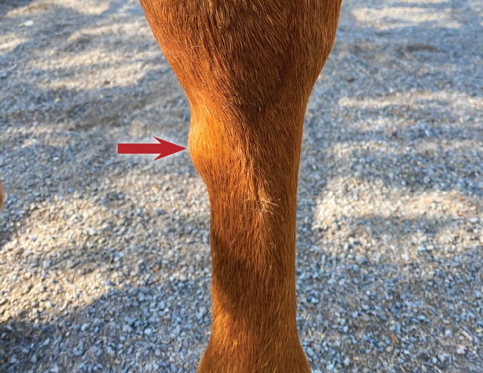 splints in horses, horse leg injuries, equine splint bone, splints treatment horses, horse soundness, equine lameness, horse care Canada, farrier care horses, splint boots horses, horse conformation issues, equine ligament injury, interosseous desmitis, exostosis horse, young horse training injuries, Canadian horse industry