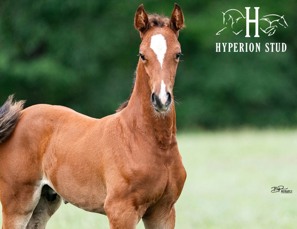 Hyperion Stud, horse breeding Canada, mare breeding decisions, horse breeding tips, Canadian horse industry, warmblood breeding, broodmare management, equine genetics, selecting a stallion, horse breeding costs, sport horse breeding, breeding soundness mare, Hyperion Stud LLC