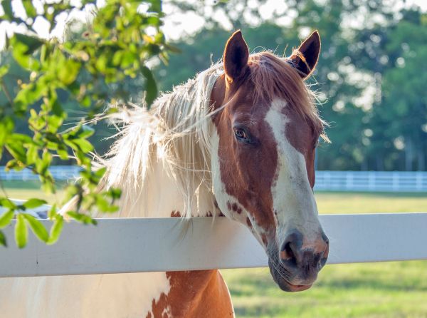 horse fencing Canada, horse fence planning, horse paddocks, horse pastures, equine fencing, safe horse fencing, paddock design, horse property layout, horse farm fencing, horse safety, electric horse fencing, loafing paddocks, pasture management, horse care Canada, equine property planning