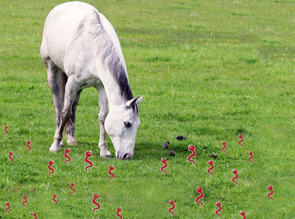 managing resistant horse parasites, donna foulk, horse parasite control, Small strongyle larvae, horse manure, horse parasites, horse care, Parasite Control Program, horse deworming managing resistant horse parasites, donna foulk, horse parasite control, Small strongyle larvae, horse manure, horse parasites, horse care, Parasite Control Program, horse deworming