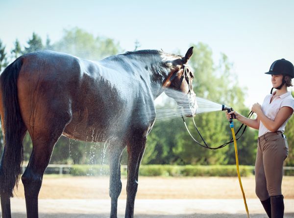 horse cooling, pre-cooling horses, equine heat stress, horse heat stress, cooling horses before exercise, hot weather horse care, equine welfare, horse exercise safety, horse hydration, horse sweating, endurance horse cooling, eventing horse cooling, racehorse cooling, Canadian horse industry, horse health, equine research, heat illness in horses, summer horse care, horse performance