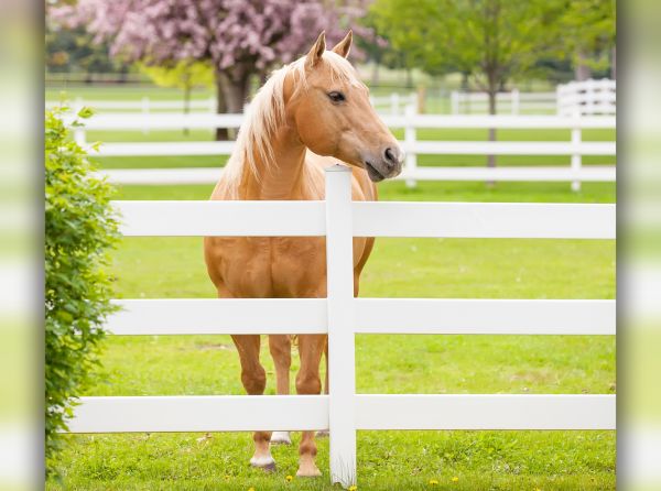 horse fencing basics, horse fence bracing, sturdy horse fence posts, Detailed Single Brace fence Assembly, horse fencing fundamentals, choosing horse fence