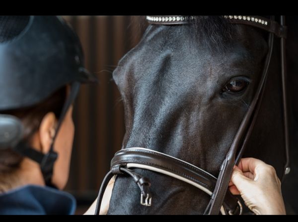 noseband tightness horses, equine welfare research, horse stride length study, riding tack pressure, horse biomechanics, equine performance Canada, horse training welfare, ISES noseband guidelines