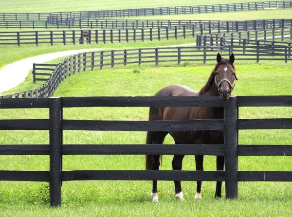 building a horse fence, equine fence, fencing equestrian property, fencing acreage, how to build a fence for horses