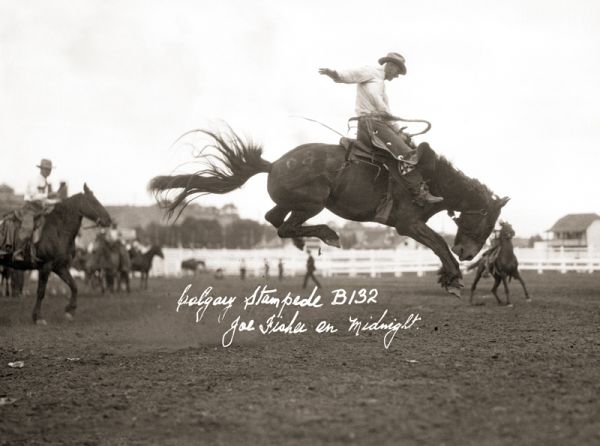 Margaret Evans, Midnight horse, Midnight bucking horse, Midnight rodeo horse, Jim McNab, Cottonwood Ranch, Calgary Stampede, Canadian rodeo history, legendary bucking horse, saddle bronc horse, bronc riding, Pro Rodeo Hall of Fame, Fort Macleod Alberta, remarkable Canadian horses, Canadian horse history, famous Canadian horses, rodeo horses, Western heritage, Canadian horse industry