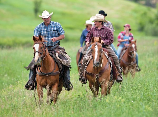 Senior horse under saddle demonstrating the benefits of consistent exercise for maintaining fitness, mobility, and soundness.