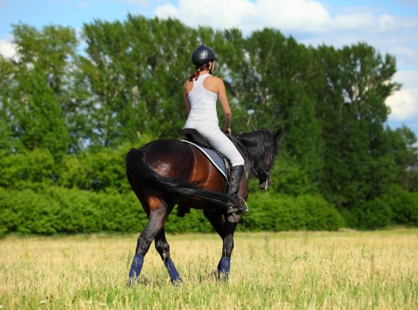overheating horse too hot summer riding heat overheating horse too hot summer riding heat