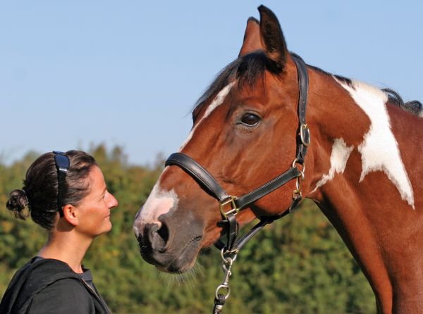 horse recovery, equine rehabilitation, laminitis recovery horse, horse health Canada, equine wellness, horse injury recovery, holistic horse care, equine nervous system, horse care tips Canada, equine management, chronic laminitis horse, horse caregiver support, equine healing process, horse welfare Canada, Canadian horse industry
