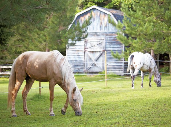 track systems for horses, alexa linton, horse barn layouts, horsekeeping methods, how to organize horse paddocks, natural grazing horses