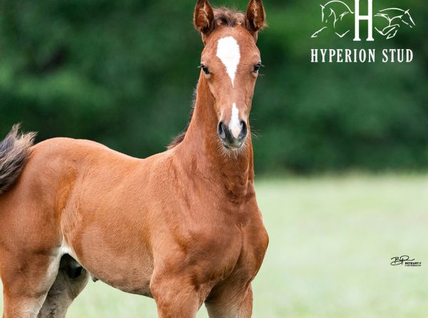 Hyperion Stud, horse breeding Canada, mare breeding decisions, horse breeding tips, Canadian horse industry, warmblood breeding, broodmare management, equine genetics, selecting a stallion, horse breeding costs, sport horse breeding, breeding soundness mare, Hyperion Stud LLC