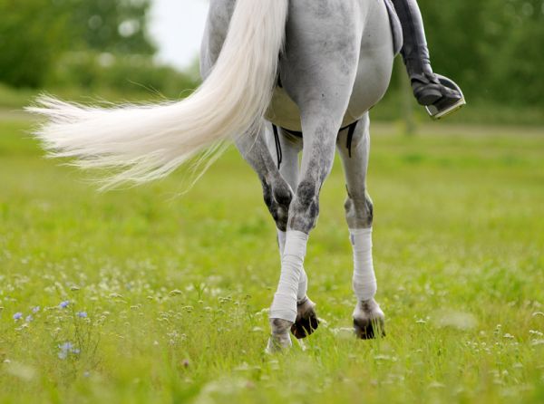 Jec Ballou, horse trainer, jec aristotle ballou, western dressage, jec ballou, dressage exercises for horse and rider, jec ballou, equine fitness, beyond horse massage, Jec Ballou