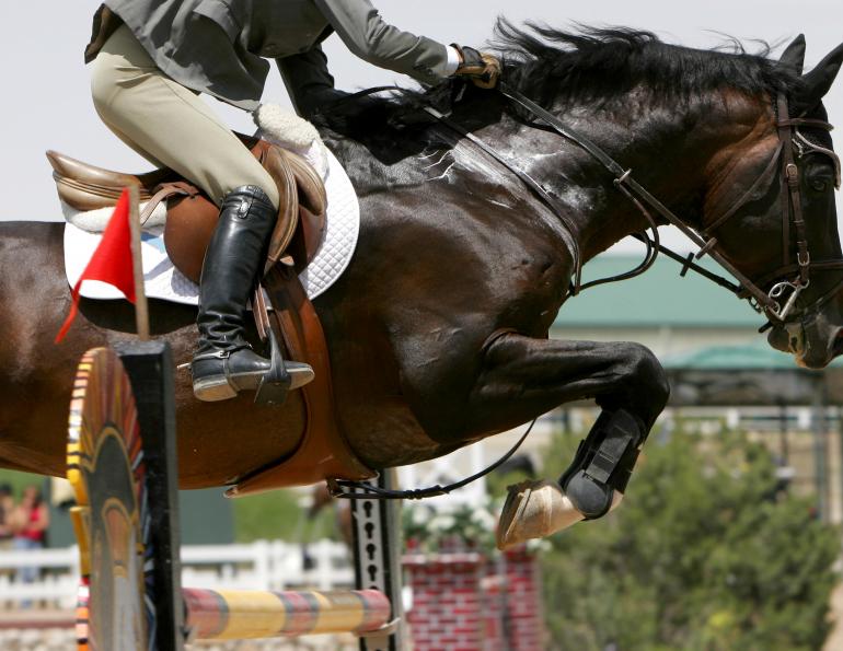 University of Guelph, Hot Horse, Hot Equine, Horse Hydratiion, Horse in Heat, Equine in Heat, Evaporative Cooling, Convection, Ambient Temperature Humidity, HEAT STRESS Effect on Horses, Training Horses in the heat