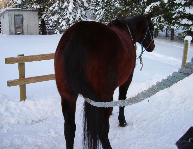 horse feet care, horse foot care, horse hoof care, horse foot health