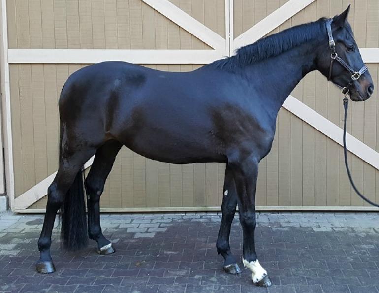 How to Take a Great  horse Conformation Photo, equine confirmation, selling a horse, how to sell a horse, all ears selfie app