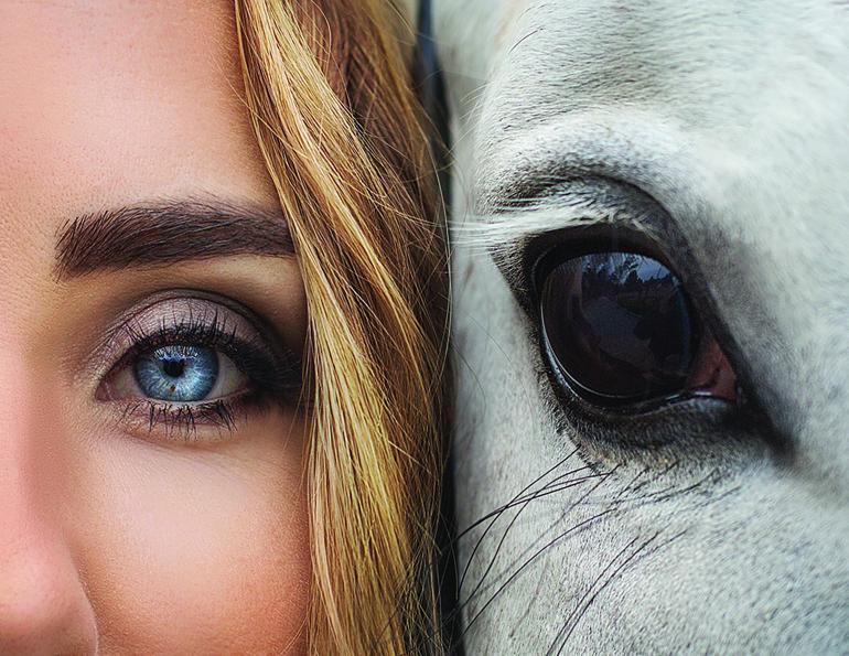 Horse psychology, equine psychology, how horses' brains work, understanding the psychology of your horse, neurochemical action in the horse’s brain, Li Robbins, understanding the similarities between horses and humans, understanding the between horses and humans, horse brain human brain by Janet jones